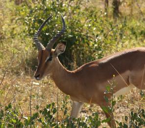 African Impala grazing on vegetation 